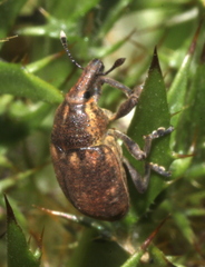 Larinus pollinis