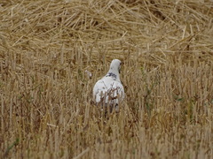 Columba livia domestica