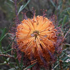 Banksia collina