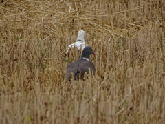 Columba livia domestica