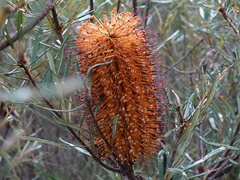 Banksia collina
