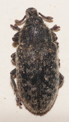 Rhinocyllus conicus