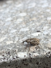 Hyperinae