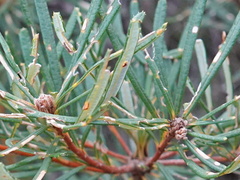 Banksia collina