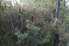 Banksia collina