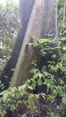 Ceiba trischistandra