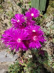 Lampranthus emarginatus