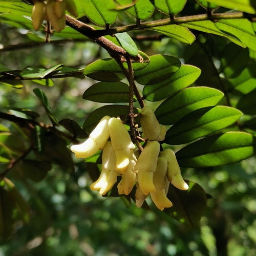 Sophora prazeri