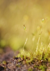 Dicranella cerviculata