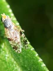 Tephritis angustipennis