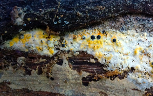 Sphaeria subiculata image