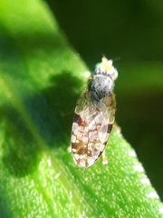 Tephritis angustipennis