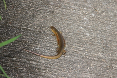 Plestiodon chinensis