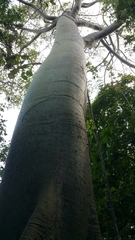 Ceiba trischistandra