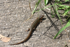 Plestiodon chinensis