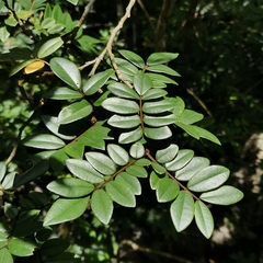 Sophora prazeri