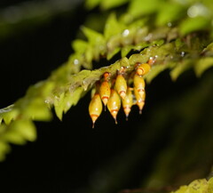 Cyathophorum bulbosum