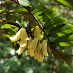 Sophora prazeri