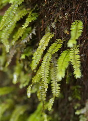Cyathophorum bulbosum