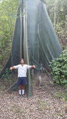 Ceiba trischistandra