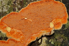 Gloeoporellus merulinus