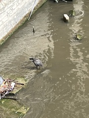 Fulica atra