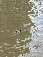 Fulica atra