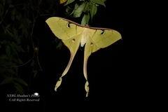 Actias maenas