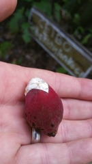 Ceiba trischistandra