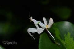 Hymenopus coronatus