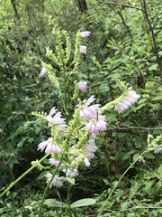 Physostegia digitalis