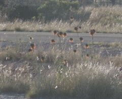 Leonotis ocymifolia