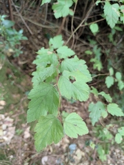 Spiraea nervosa