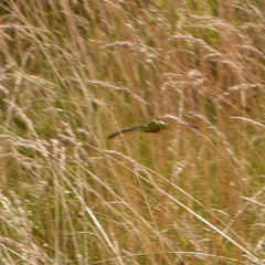 Anax imperator