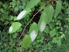 Actinidia polygama