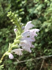 Physostegia digitalis