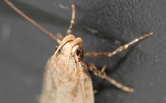 Acompsia cinerella
