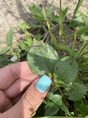 Rosisphaerella rosicola