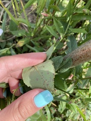 Rosisphaerella rosicola