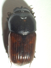 Coprimorphus scrutator