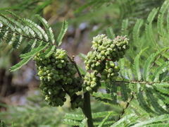 Dasineura rubiformis
