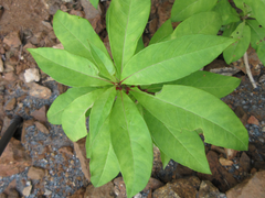 Lysimachia clethroides