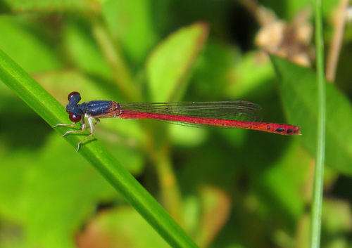 Eastern Red Damsel photographed in Massachusetts