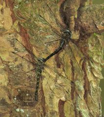 Gomphaeschna antilope