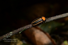 Asymmetricata circumdata