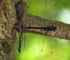 Gomphaeschna antilope