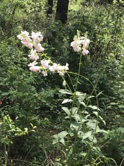 Physostegia digitalis