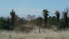 Aloe ferox