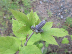 Clematis heracleifolia