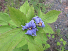 Clematis heracleifolia